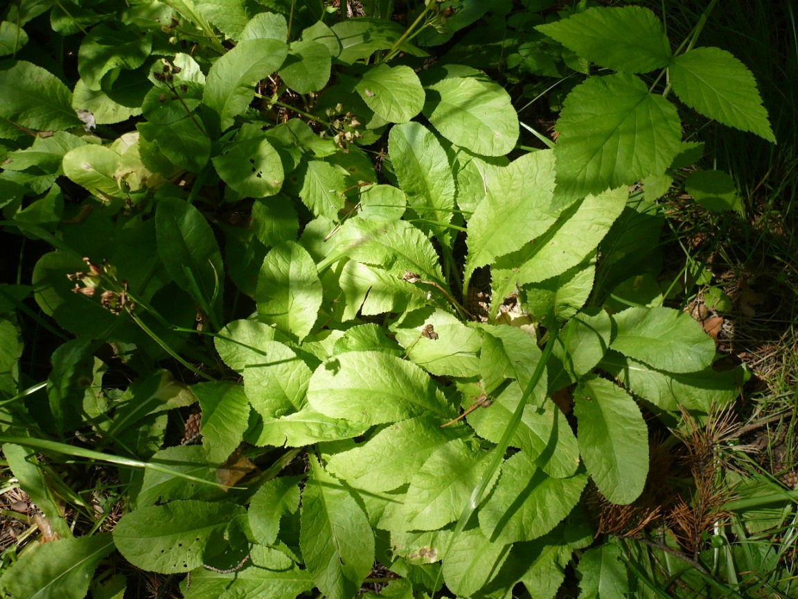 Image of Primula macrocalyx specimen.