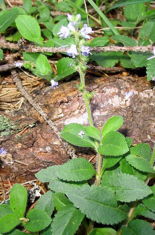 Image of Veronica officinalis specimen.