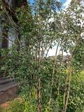 Amelanchier spicata