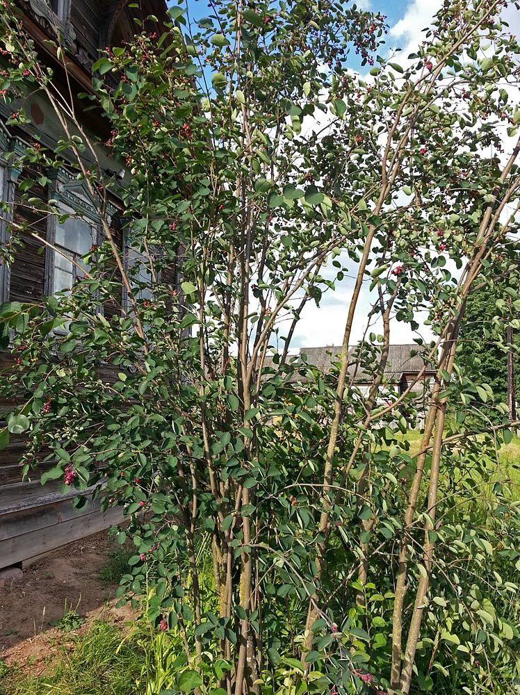 Image of Amelanchier spicata specimen.