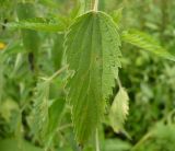 Urtica galeopsifolia