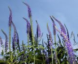 Veronica longifolia. Верхние части побегов с соцветиями. Германия, г. Дюссельдорф, Ботанический сад университета. 03.07.2014.