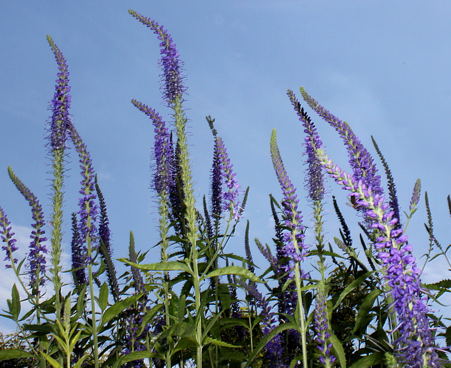 Image of Veronica longifolia specimen.