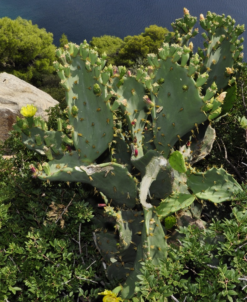 Изображение особи род Opuntia.