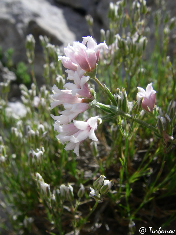 Изображение особи Asperula caespitans.