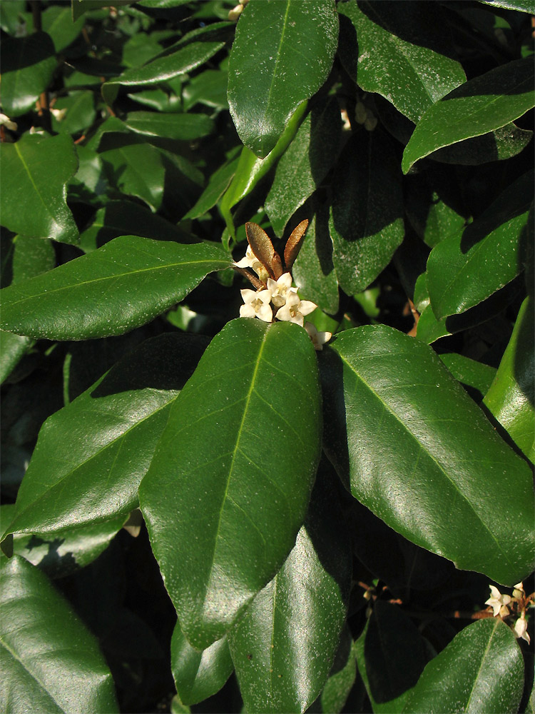 Image of Elaeagnus &times; submacrophylla specimen.