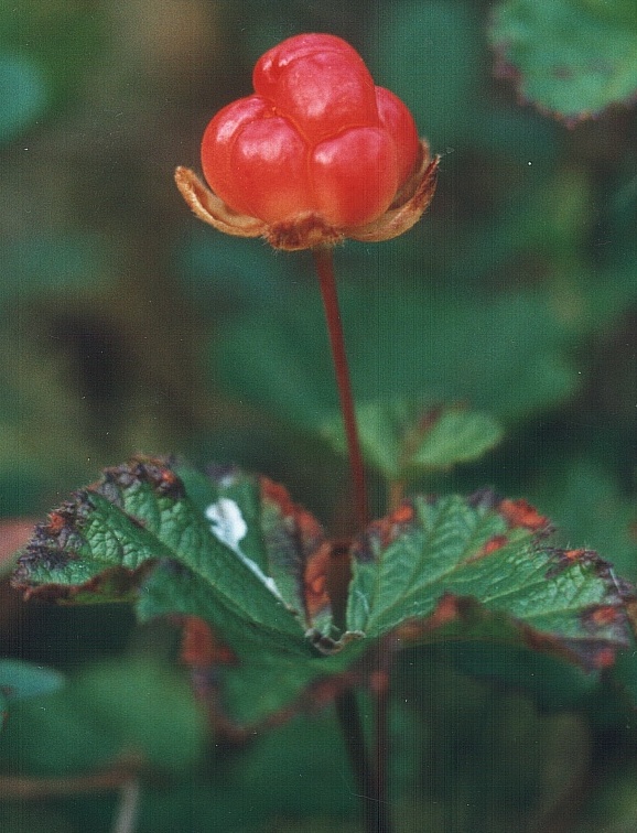 Изображение особи Rubus chamaemorus.