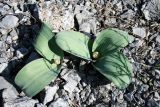 Allium karataviense подвид henrikii