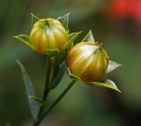 genus Linum. Плоды. Московская обл., Раменский р-н, окр. дер. Хрипань, садовый участок. 18.08.2014.
