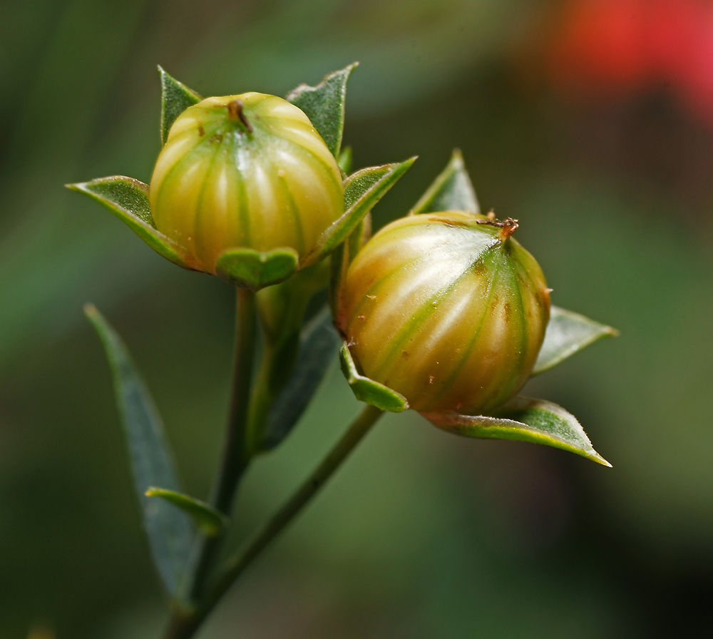 Image of genus Linum specimen.