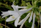 Hosta plantaginea variety japonica. Соцветие. Германия, г. Крефельд, Ботанический сад. 06.09.2014.