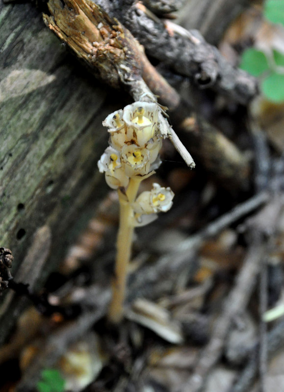 Изображение особи Hypopitys monotropa.