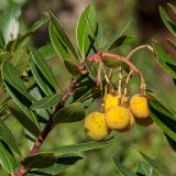 Arbutus unedo. Верхушка побега с соплодием. Черногория, пос. Милочер (Miločer), парк быв. королевской резиденции, в культуре. 07.10.2014.