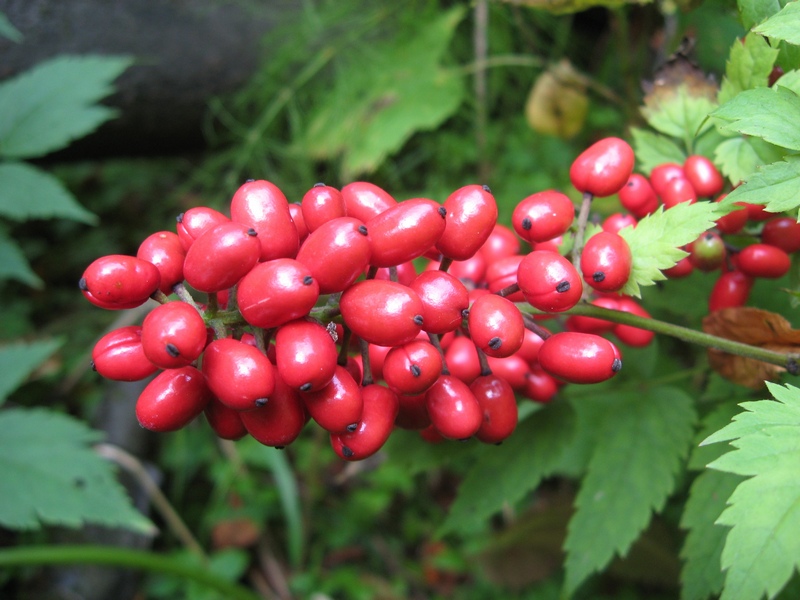 Image of Actaea erythrocarpa specimen.