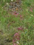 Sedum spurium