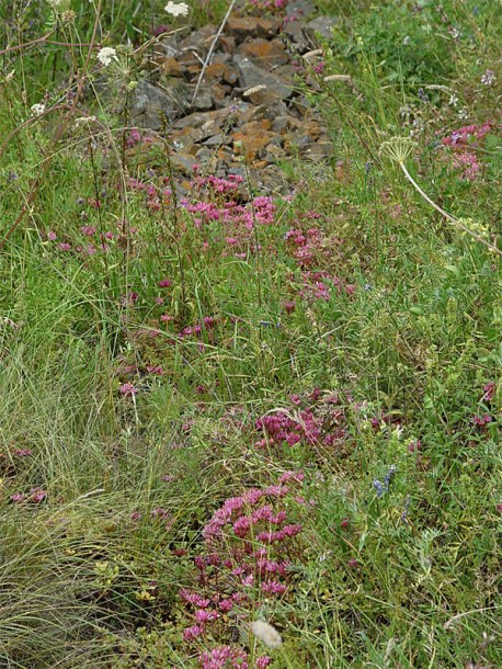 Изображение особи Sedum spurium.