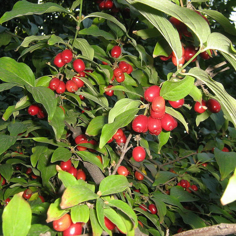 Image of Cornus mas specimen.