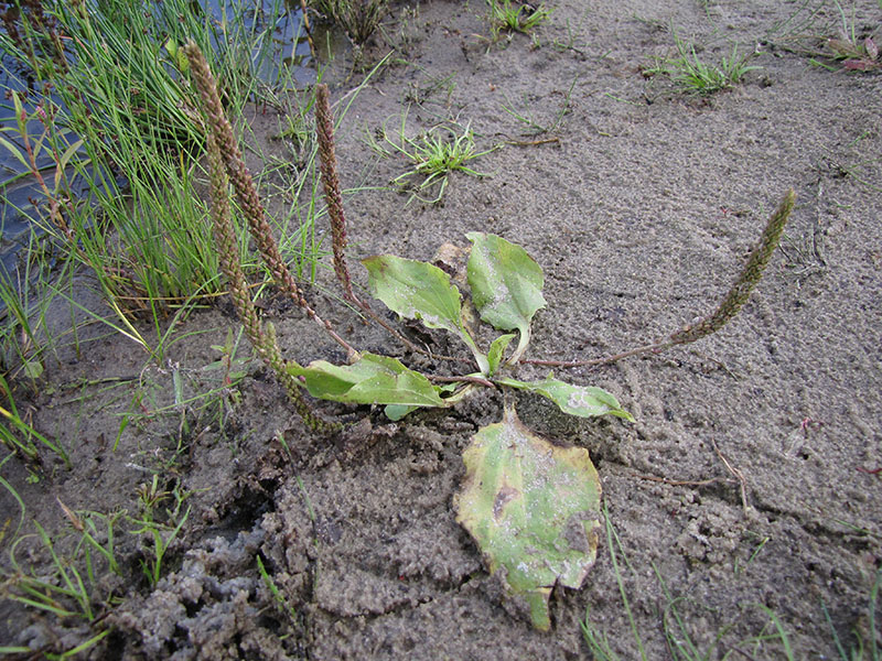 Изображение особи Plantago uliginosa.