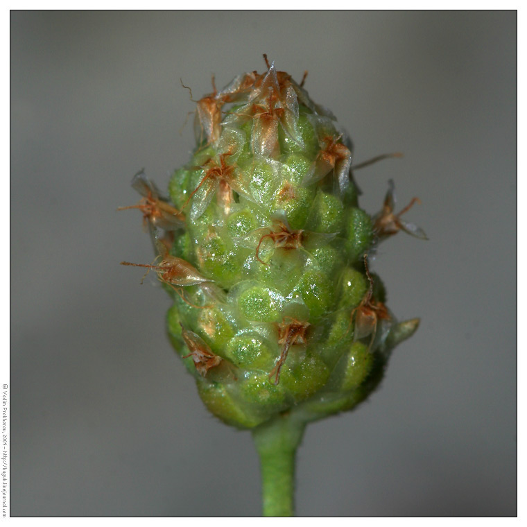 Изображение особи Plantago arenaria ssp. orientalis.