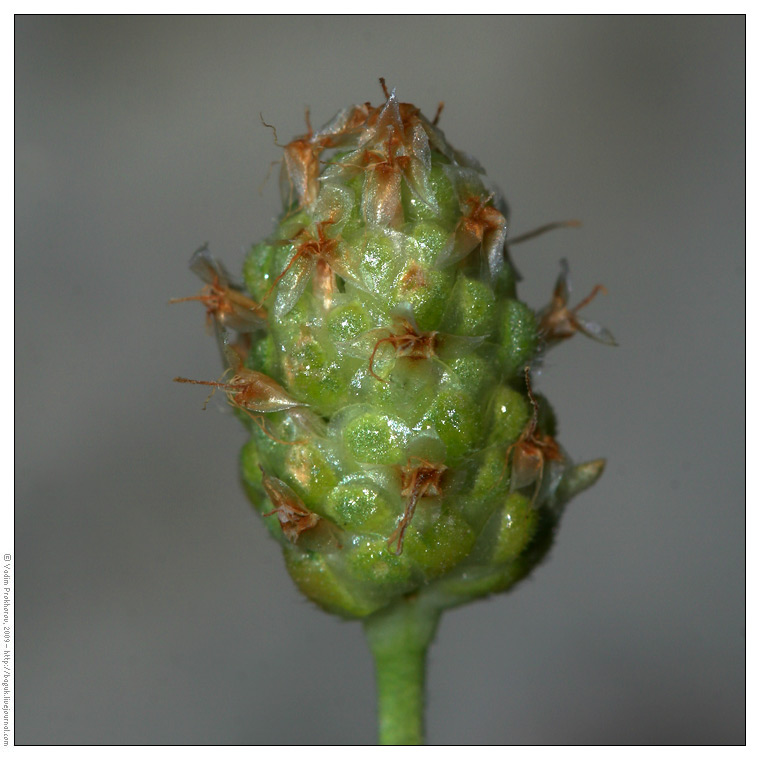 Image of Plantago arenaria ssp. orientalis specimen.