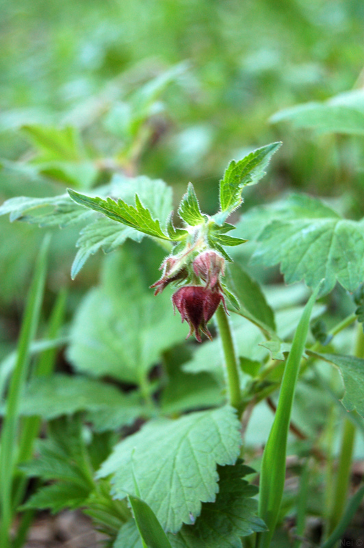 Изображение особи Geum rivale.