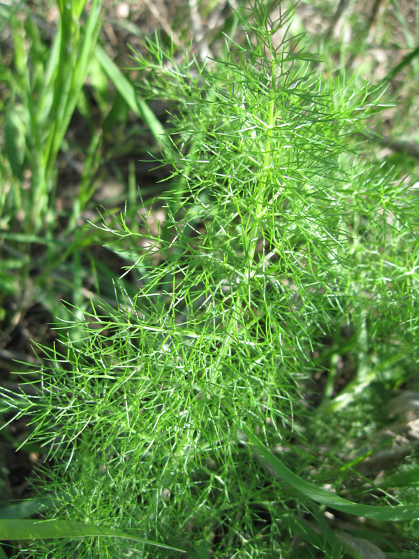 Изображение особи Foeniculum vulgare.