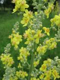 Verbascum lychnitis