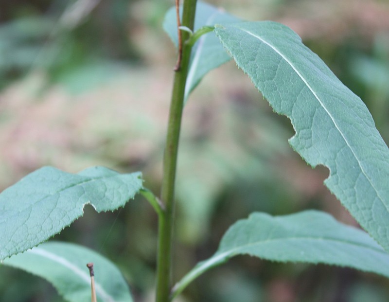 Изображение особи Senecio nemorensis.