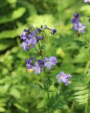 Polemonium caeruleum. Верхушка цветущего растения. Свердловская обл., природный парк \"Оленьи Ручьи\". 22.06.2015.