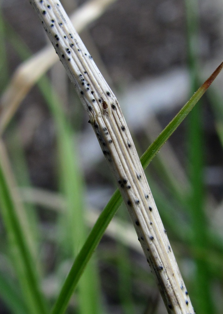 Изображение особи Carex leporina.