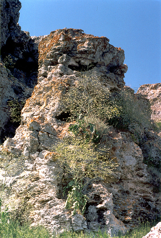 Image of Crambe koktebelica specimen.