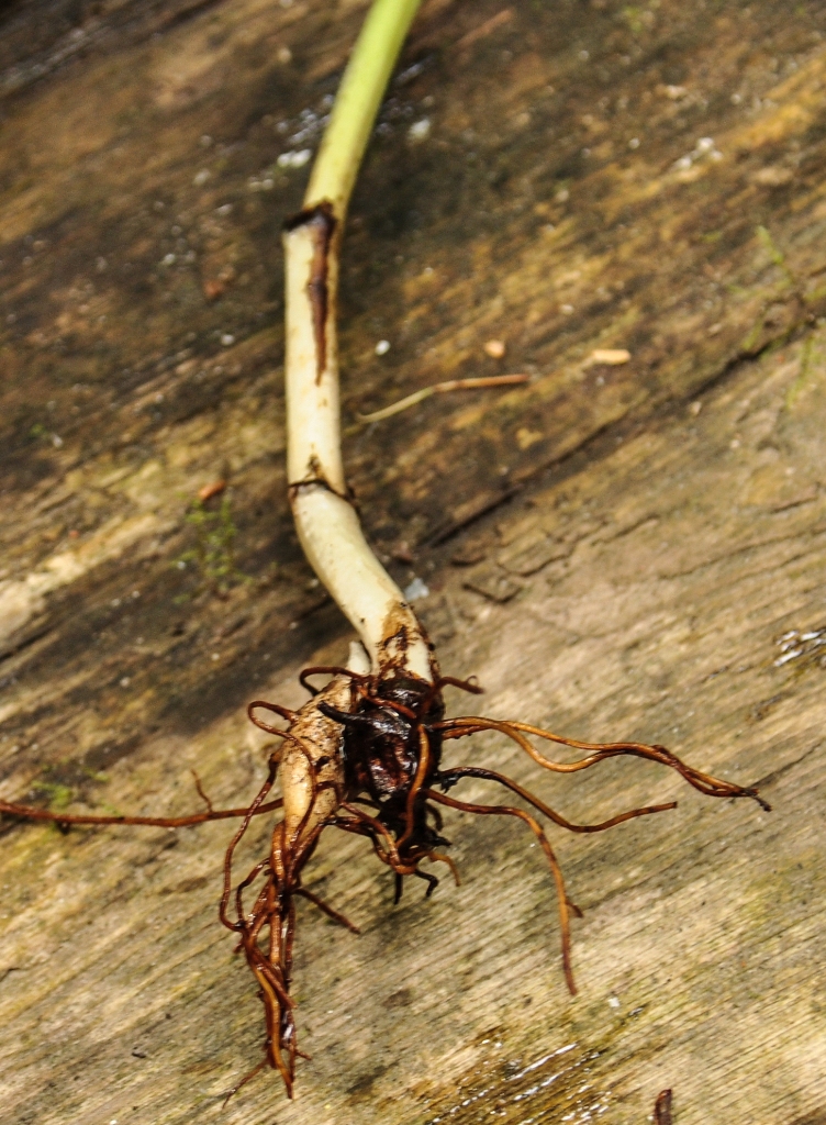 Image of Aconitum ambiguum specimen.