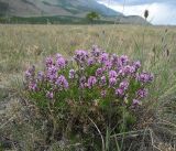 Astragalus rytyensis