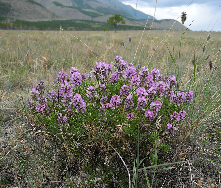 Изображение особи Astragalus rytyensis.
