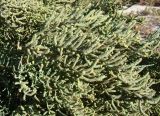 Halostachys belangeriana. Часть цветущей ветви. Казахстан, Кызыл-Ординская обл., окр. г. Байконур, солончак на берегу р. Сыр-Дарьи. 18.09.2010.
