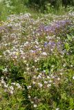 Geranium sylvaticum