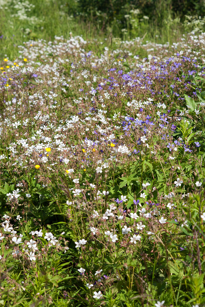 Image of Geranium sylvaticum specimen.