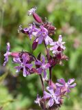 Melandrium dioicum