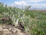 Echinops ruthenicus. Вегетирующие растения. Краснодарский край, м/о Анапа, окр. станицы Благовещенская, Витязевский лиман, песчано-глиняный холм. 05.04.2015.