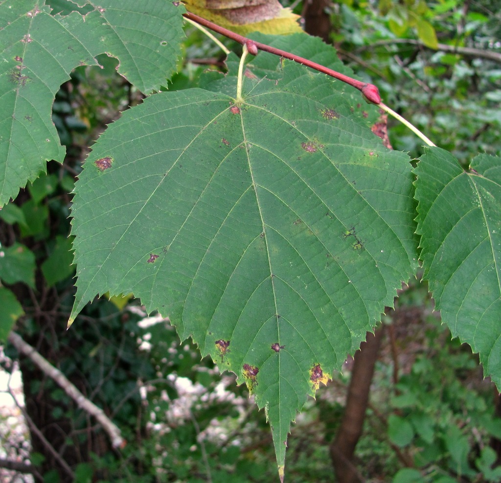 Image of Tilia platyphyllos specimen.