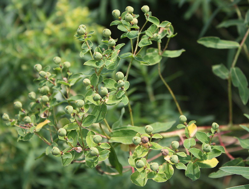 Изображение особи Euphorbia semivillosa.