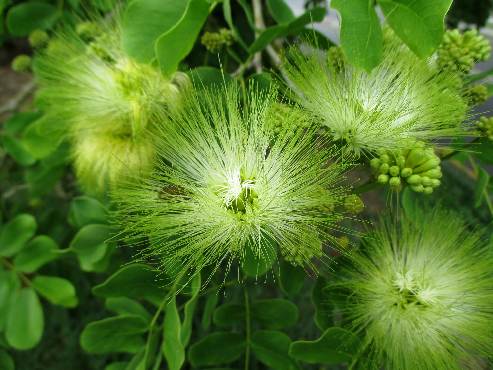 Изображение особи Albizia lebbeck.