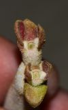 Image of taxon representative. Author is Татьяна Мальчинская