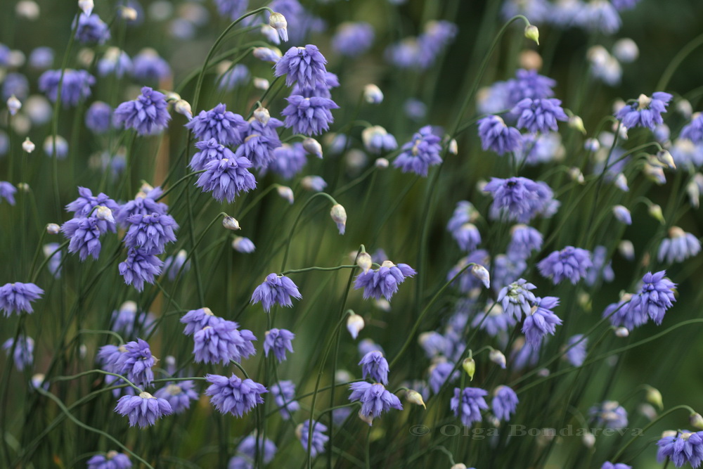 Image of Allium sikkimense specimen.