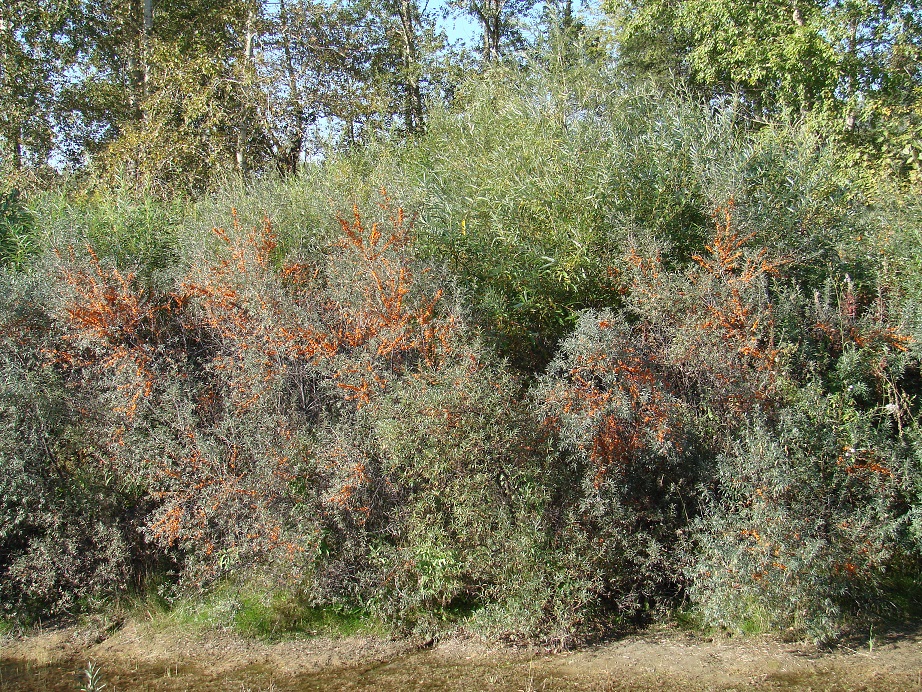 Изображение особи Hippophae rhamnoides.