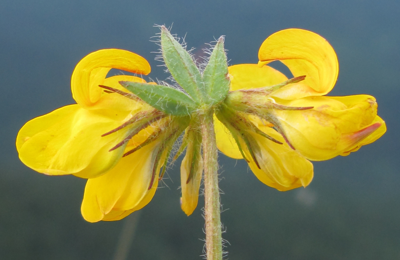 Image of Lotus caucasicus specimen.