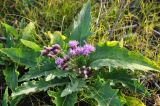Saussurea amara. Цветущее растение. Республика Бурятия, окр. г. Улан-Удэ, долина р. Селенги. 17.09.2015.