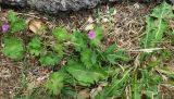 Geranium pyrenaicum. Цветущие растения на обочине дорожки. Франция, Приморские Альпы, Гурдон, сады Ленотра. 22.07.2014.