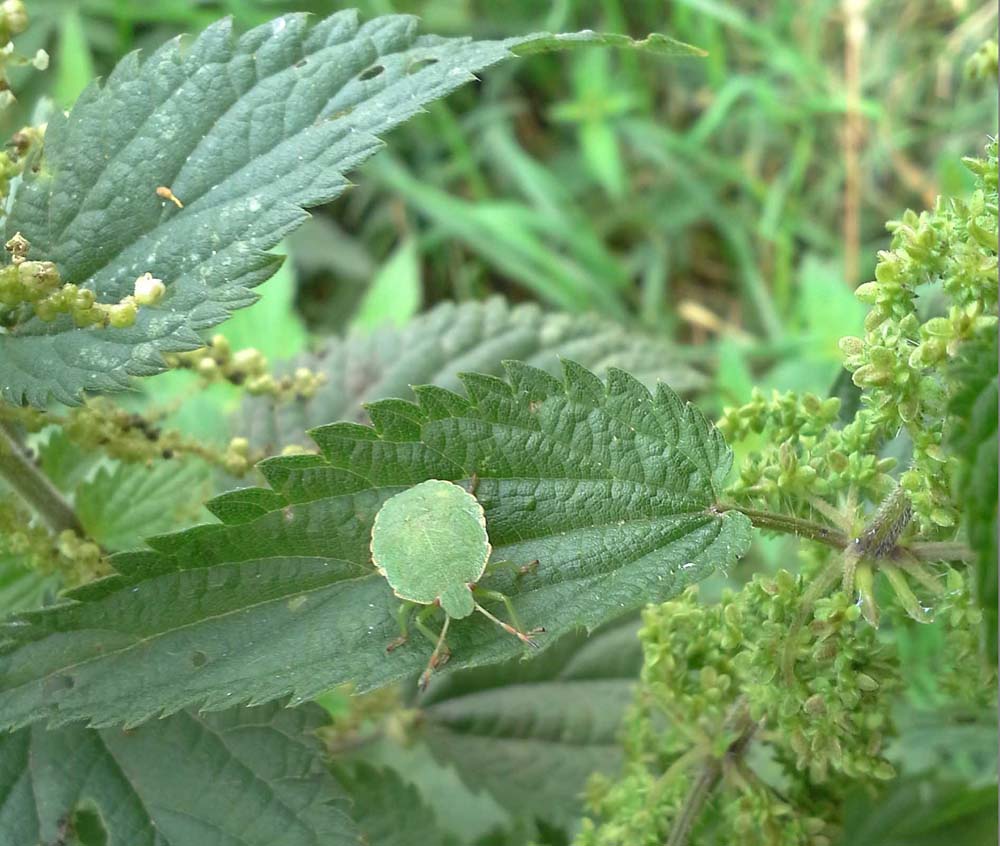 Изображение особи Urtica dioica.