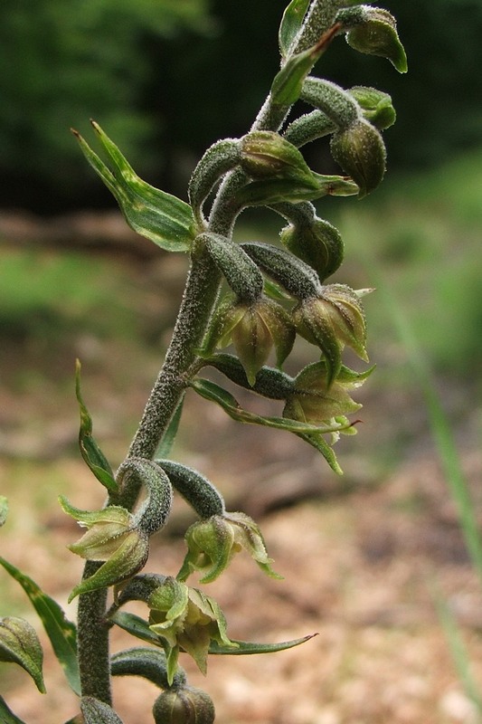 Изображение особи Epipactis microphylla.